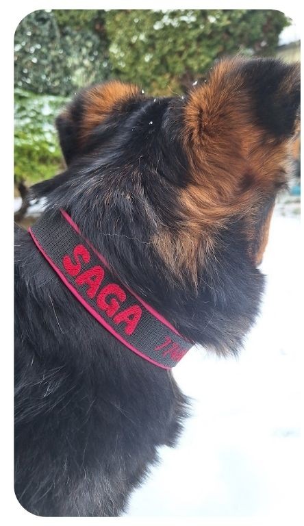 obojek s vyšitým jménem